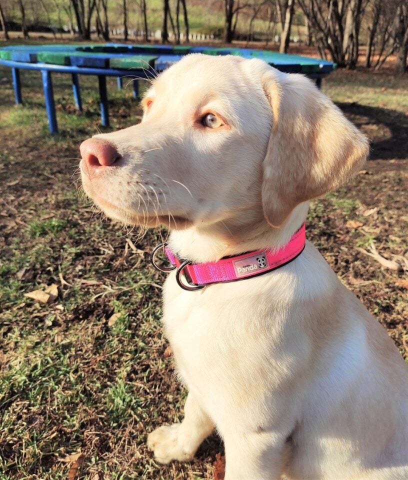 Dudley Labrador What Makes This PinkNosed Lab So Unique