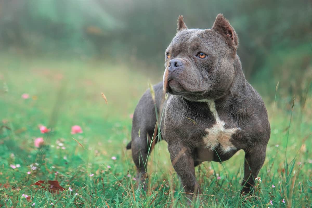 AMERICAN BULLY /READY 2 REPRESENT INTERNATIONAL BULLY EXPO SHOW 2023 