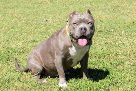 What Is a Grey Pitbull? Everything You Need to Know