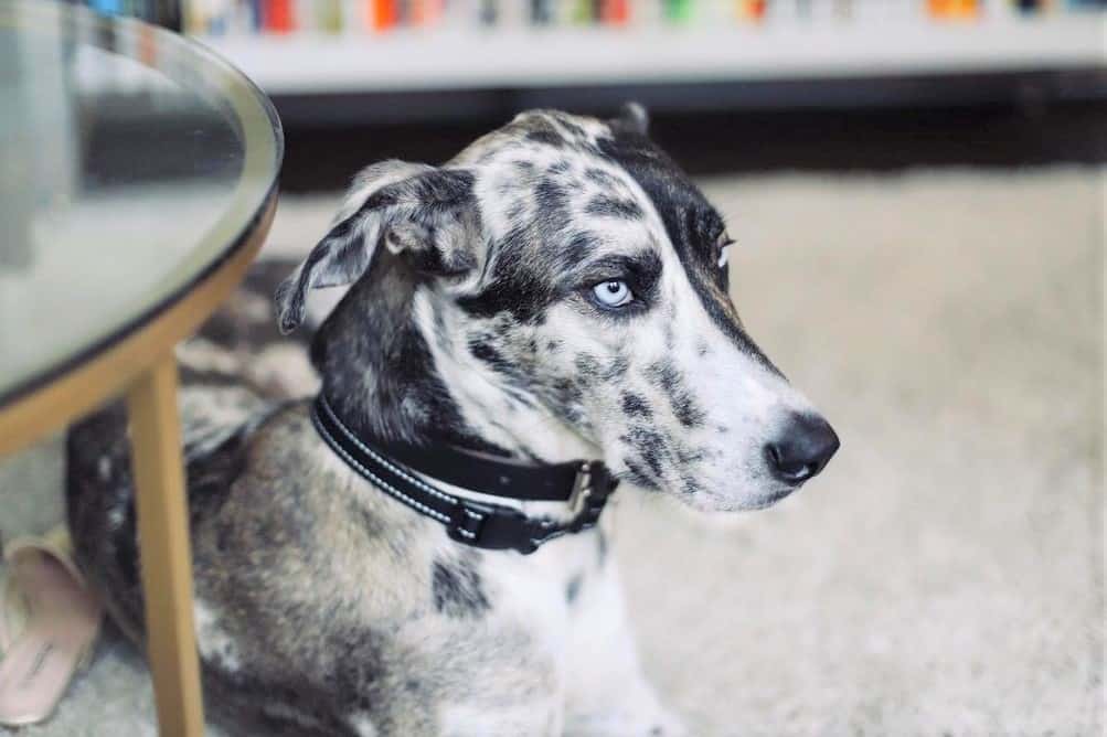 Great Dane Husky mix near a table