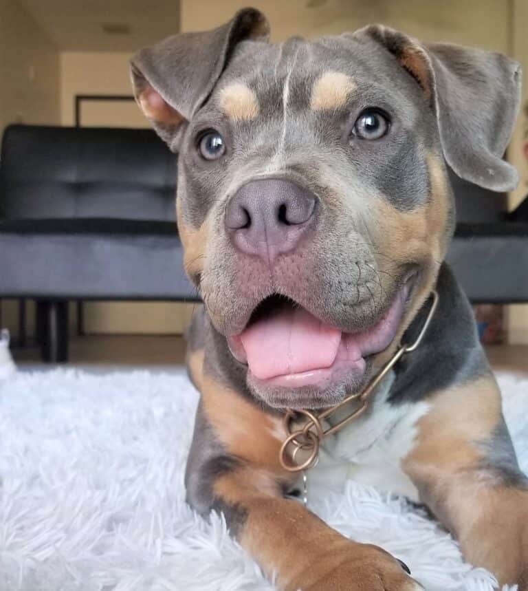 What Is a Grey Pitbull? Everything You Need to Know