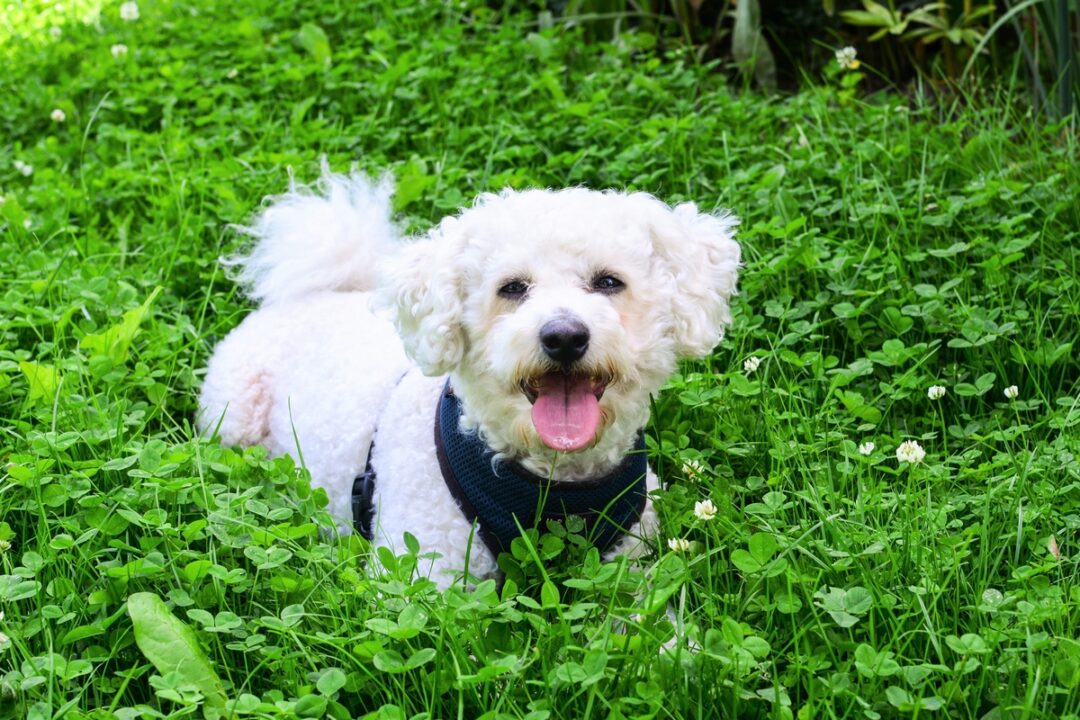 How Much Does a Bichon Frise Cost? (2024 Price Guide)