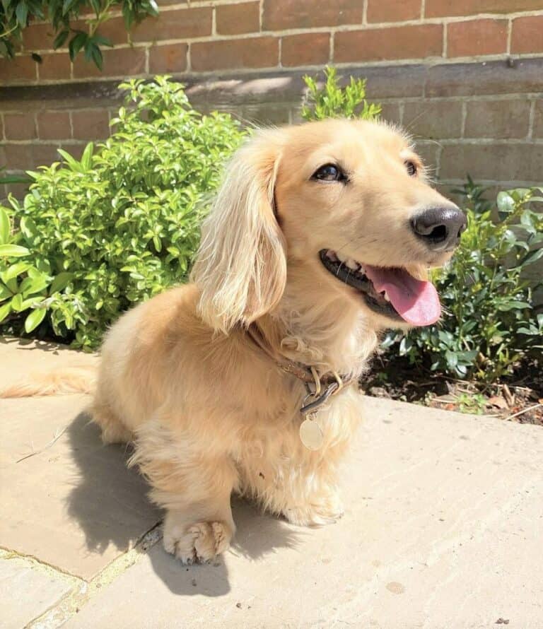 English Cream Dachshund The Most Misunderstood Doxie Color