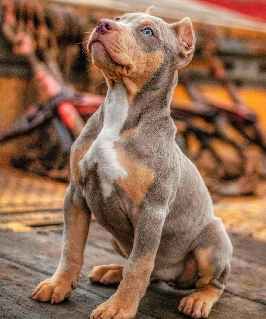 Tri-Color Pitbull: The Rare Pitbull Color Everyone Wants to Have