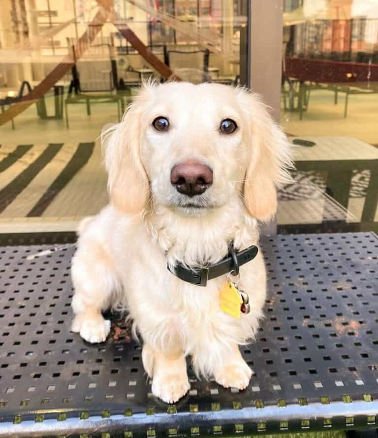 English Cream Dachshund The Most Misunderstood Doxie Color