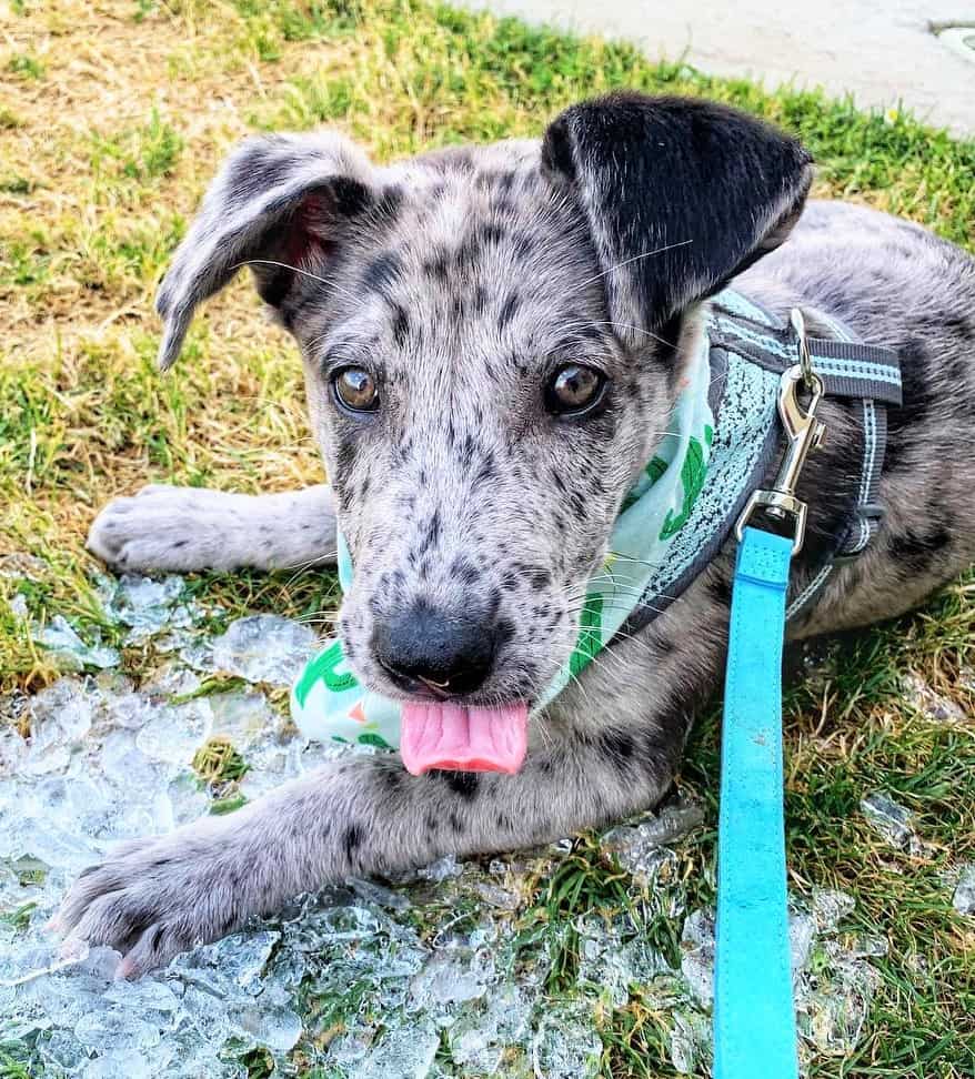 Merle Great Dane Husky mix puppy on leash