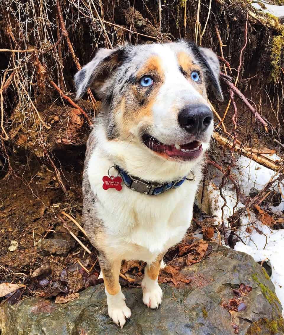 curious if australian shepherd dogs are hypoallergenic