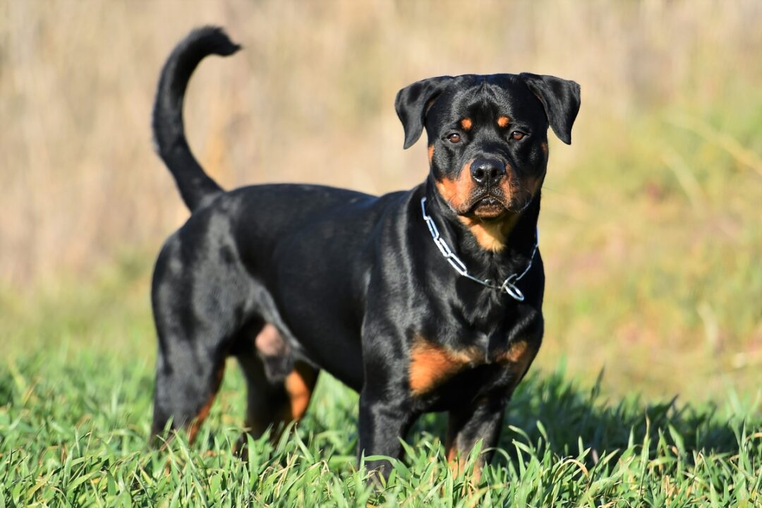 Miniature Rottweiler All You Need to Know About the Mini Rottie