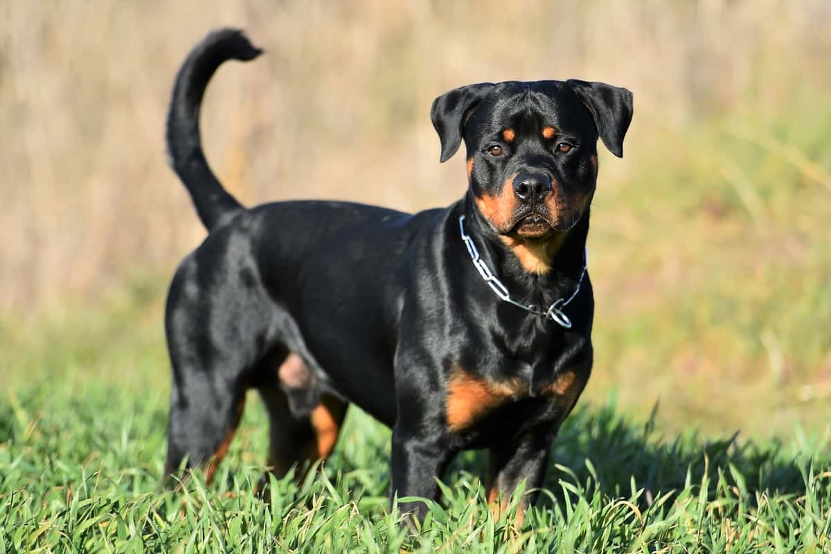 Miniature Rottweiler on grass meadow