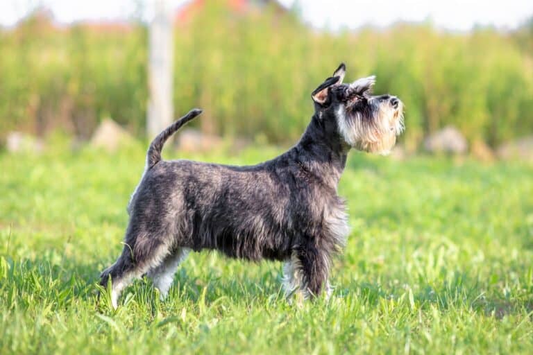 How Much Does a Miniature Schnauzer Cost? A Price Breakdown