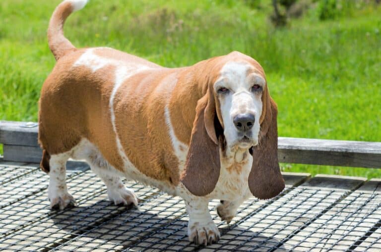 Basset Hound Weight Growth Curve and Average Weights