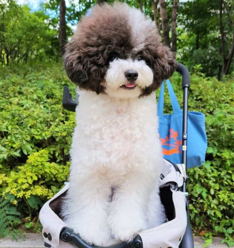Phantom Poodle What Does Phantom Color Mean in Poodles?