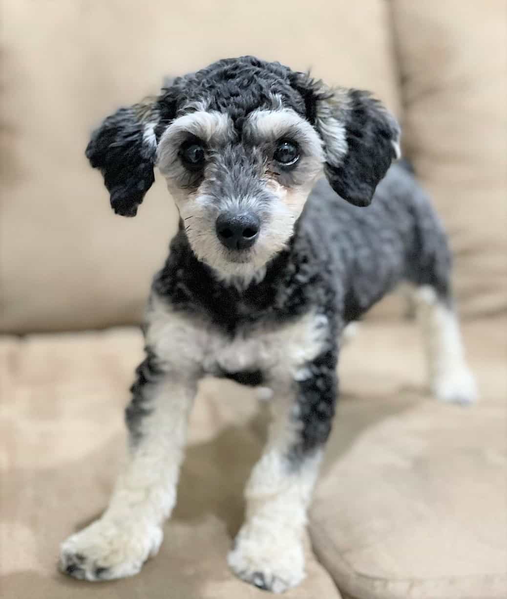 Phantom Poodle What Does Phantom Color Mean in Poodles?