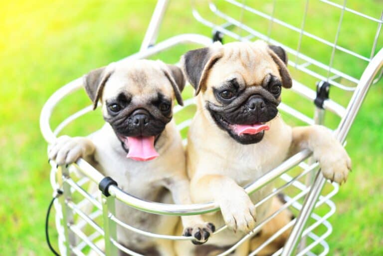 ¿Cuánto Cuesta un Pug? Precios y Gastos de Cachorros Raumpflege