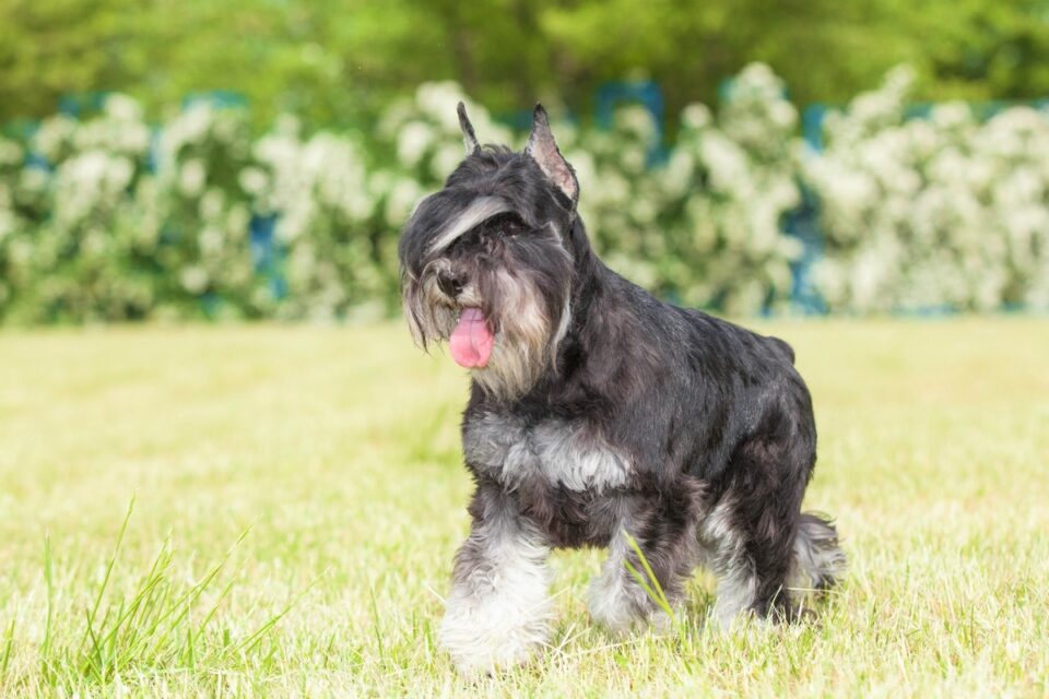 How Much Does a Miniature Schnauzer Cost? (2024 Price Guide)
