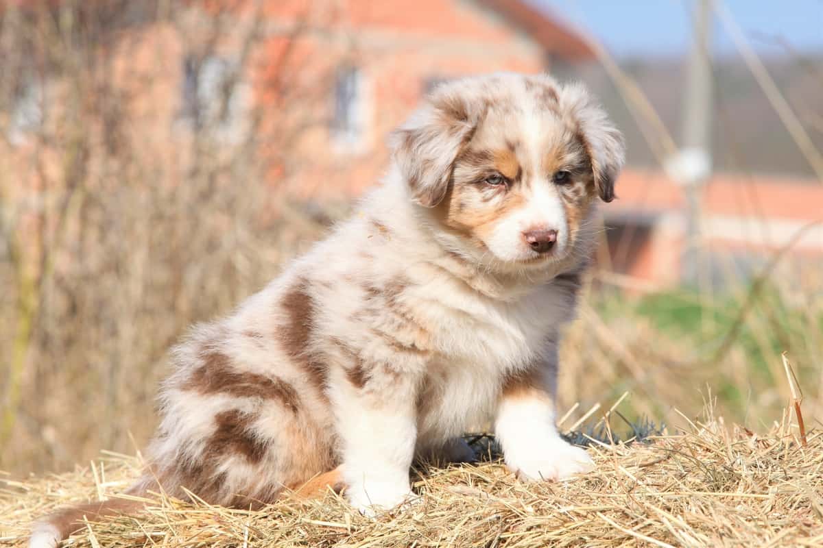 jf2021,red merle australian shepherd puppies