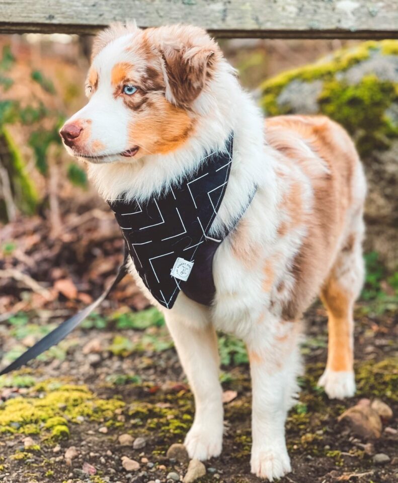 TriColor Australian Shepherd All 4 TriColor Varieties Explained