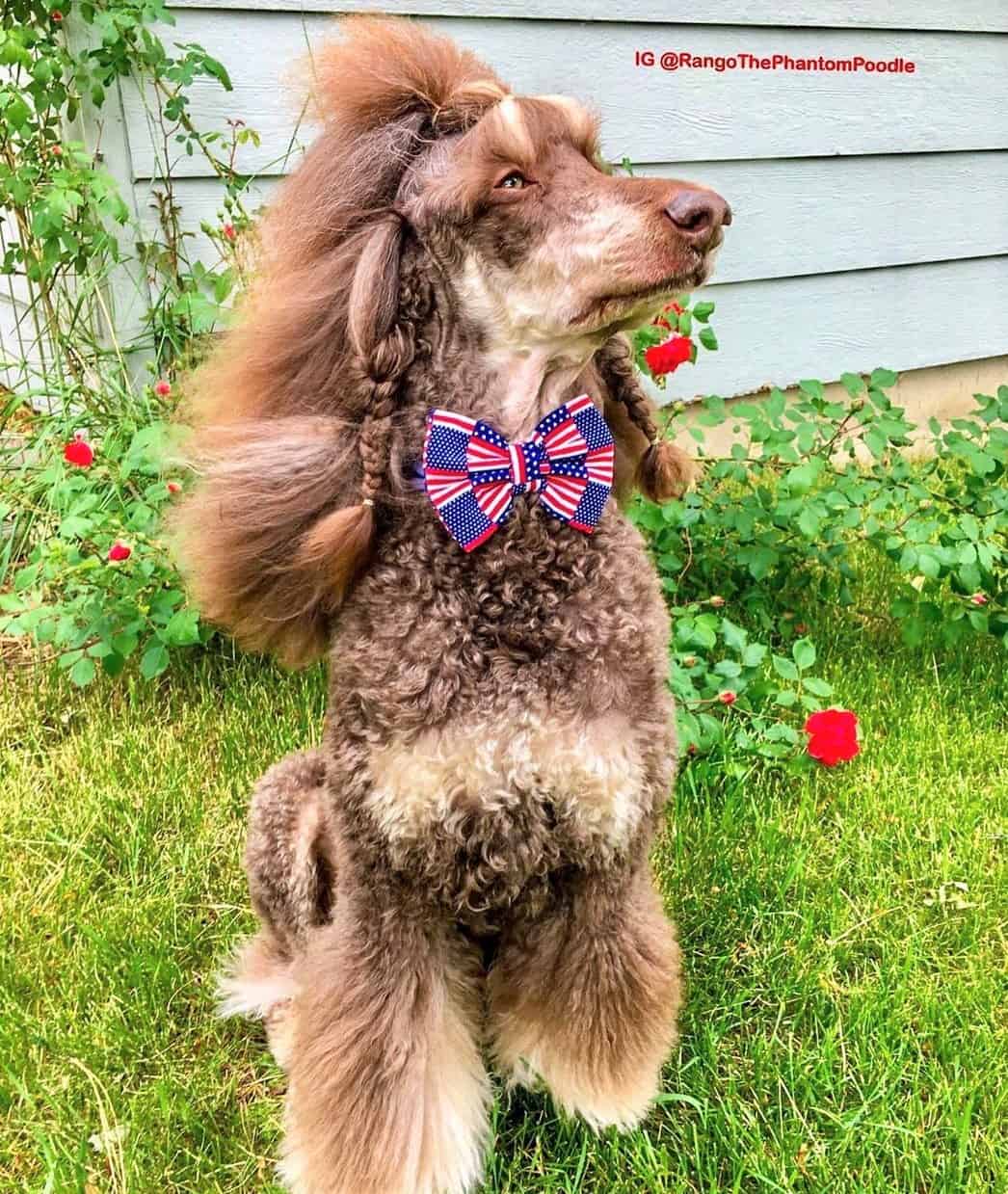 Phantom Poodle What Does Phantom Color Mean in Poodles?