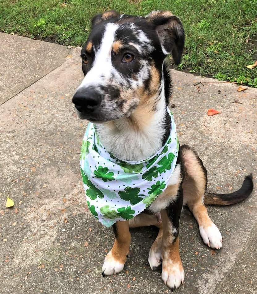 Border collie australian shepherd mix short hair hotsell
