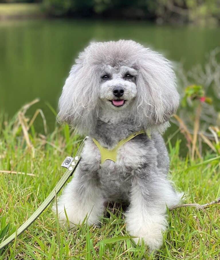 Phantom Poodle What Does Phantom Color Mean in Poodles?