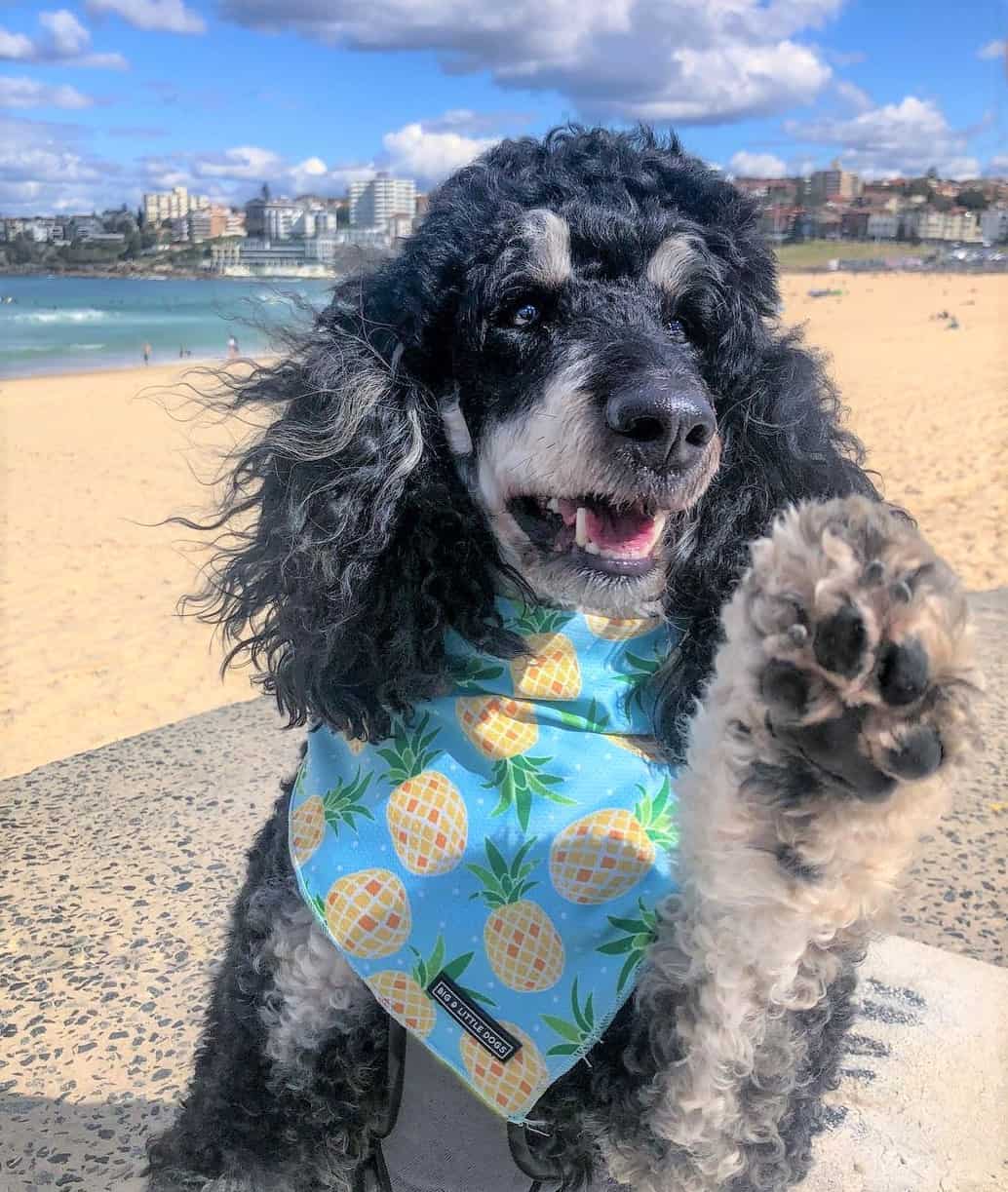 Phantom Poodle What Does Phantom Color Mean in Poodles?