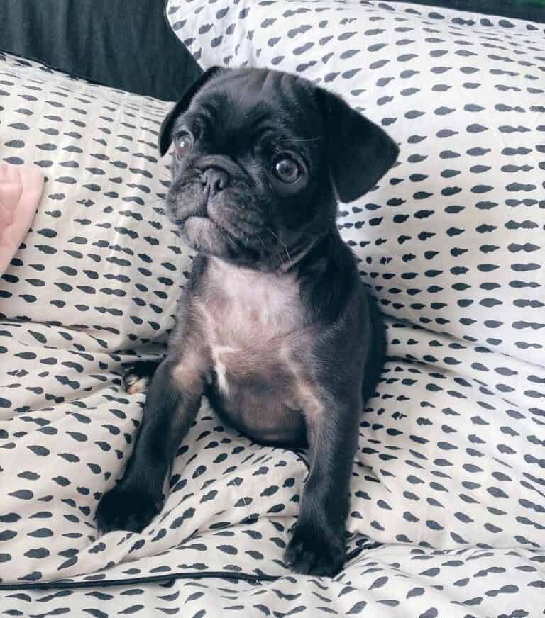 Are Teacup Pugs Real? The Tiniest Canine Clowns Explained