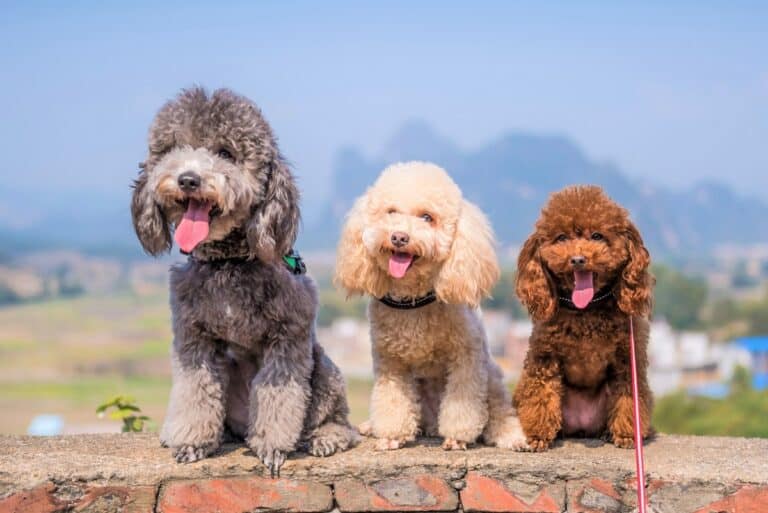 10 Best Poodle Rescues for Adoption (2024) Our Top 10 Picks!