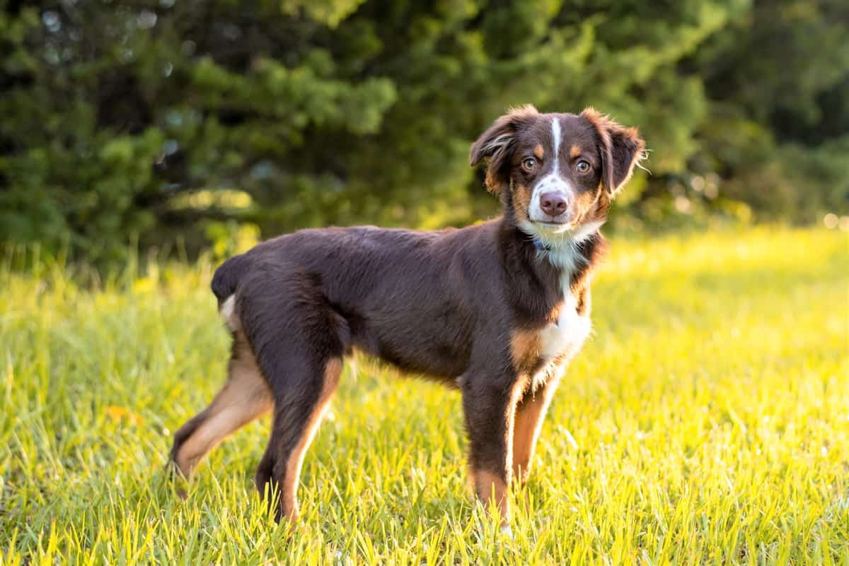 Tri Colored Australian Shepherd Puppies