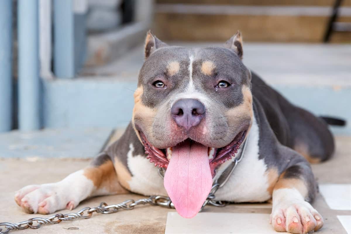 Tri Color Pitbull El Color Pitbull Rara Todo El Mundo Quiere Tener Lawmow