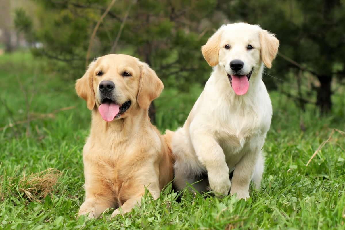 Golden Retriever Puppies Ohio Under 500 - German Shepherd Puppies Under