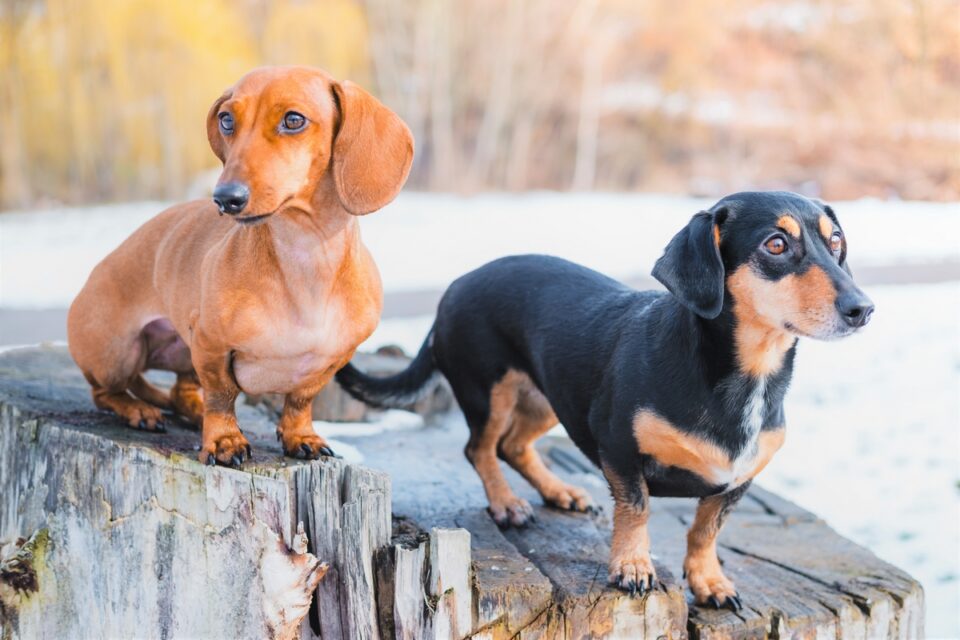 Dachshund Weight Growth Curve and Average Weights