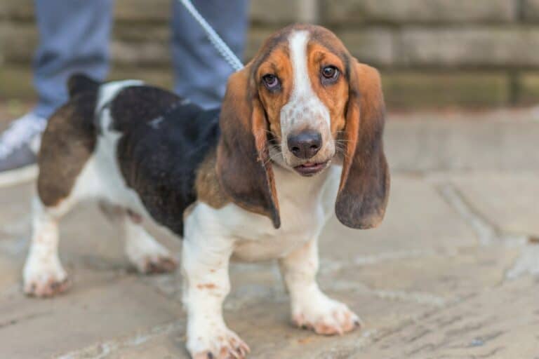 Basset Hound Weight Growth Curve And Average Weights