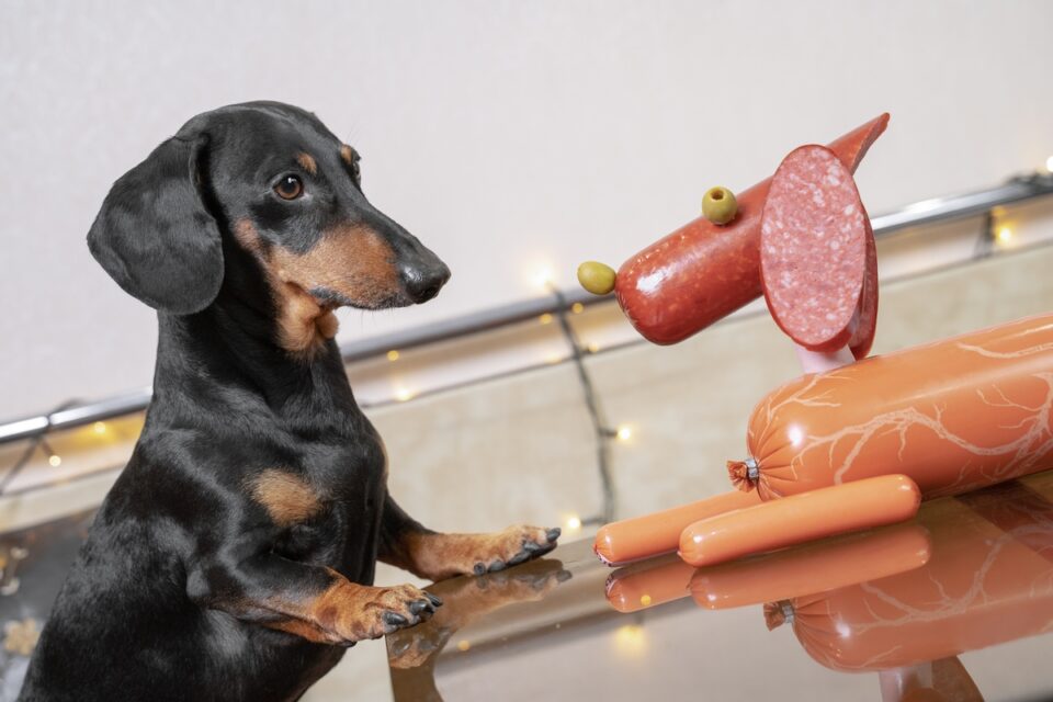 Dachshund Weight Growth Curve and Average Weights