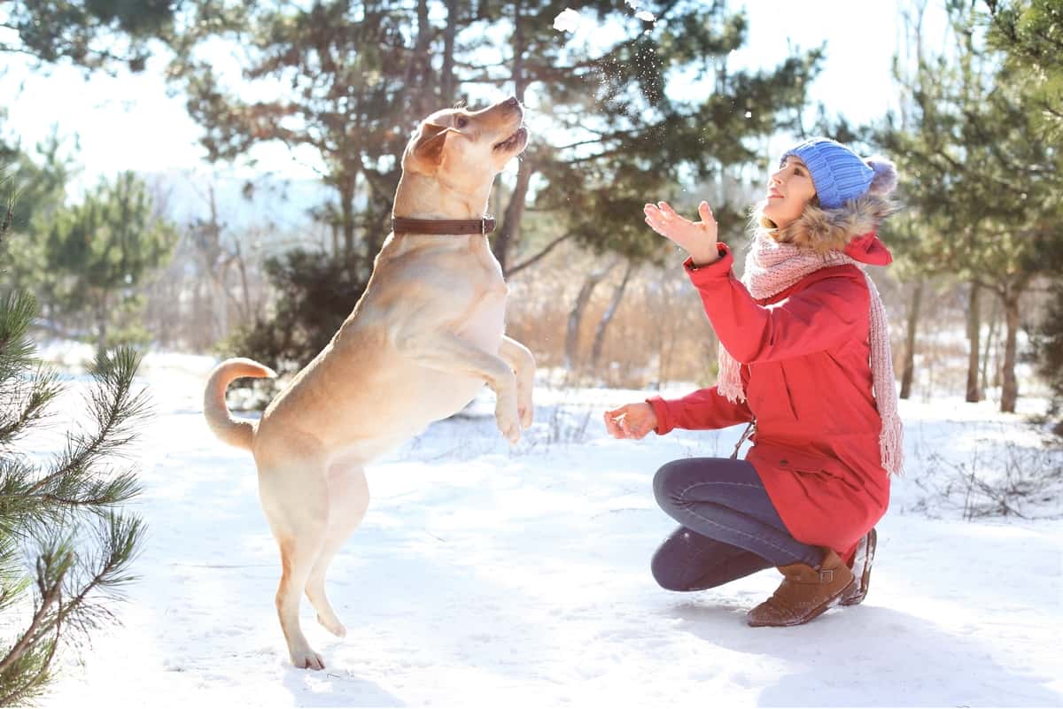 Woman playing with rescue Labrador in the snow