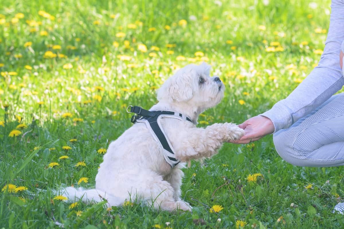 Adopted Maltese dog playing with its owner