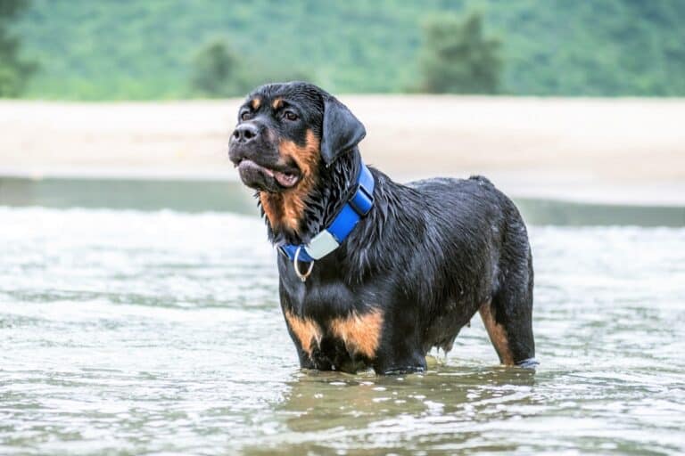 Rottweiler rescue near me