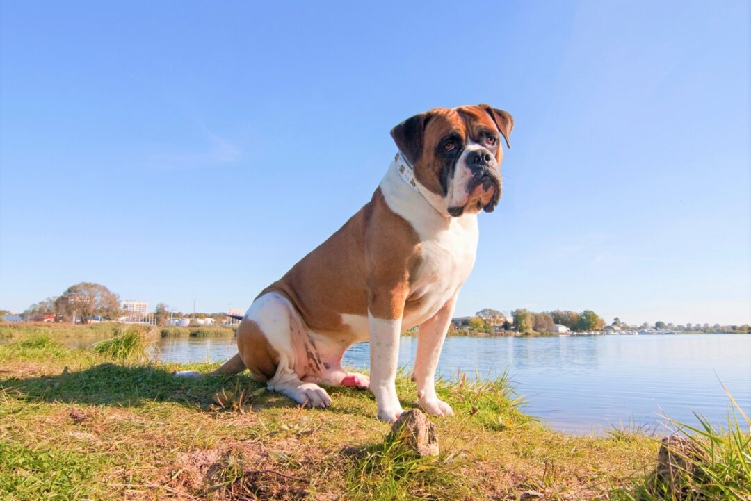 Bully Pit (Bulldog & Pitbull Mix) Info, Pictures, Facts, FAQ and More