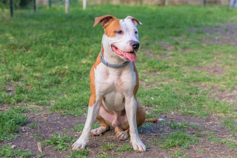 Bully Pit (Bulldog & Pitbull Mix) Info, Pictures, Facts, FAQ and More Bully Pit (Bulldog & Pitbull Mix) Info, Pictures, Facts, FAQ and More