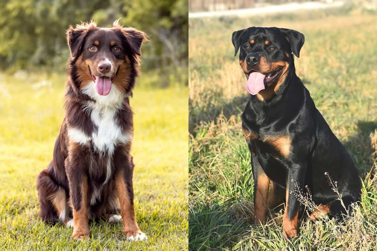 Can A Australian Shepherd And A Rottweiler Be Friends