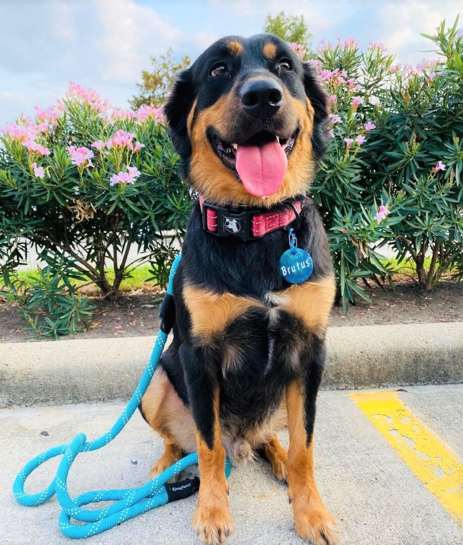 Australian Shepherd Rottweiler Mix Info, Pictures, Facts, FAQ, and More