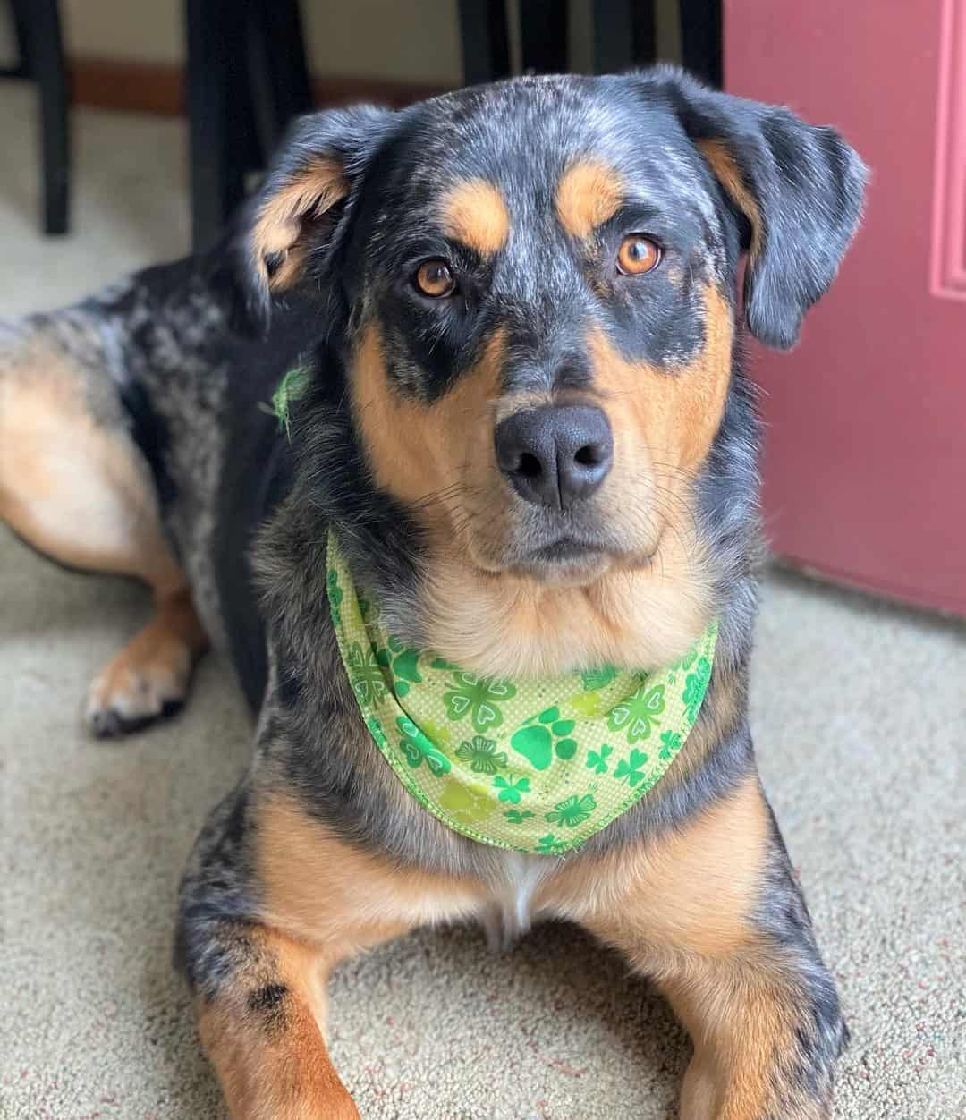 Australian Shepherd Rottweiler Mix Info, Pictures, Facts, FAQ, and More
