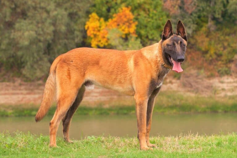 All Belgian Malinois Colors and Patterns Explained (With Pictures!)