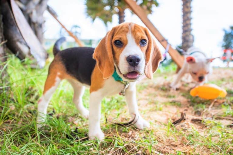 10 Best Beagle Rescues for Adoption (2024) Our Top 10 Picks!