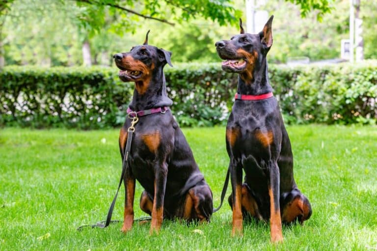 10 Best Doberman Rescue for Adoption (2024)