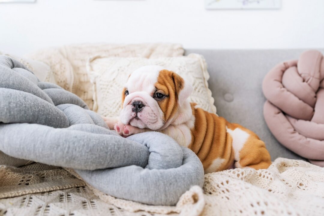 10 Best English Bulldog Breeders (2024) Our Top 10 Picks!