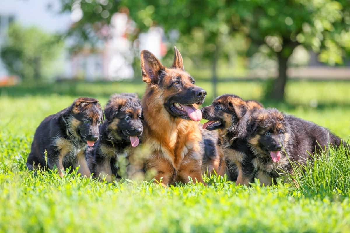 Best German Shepherd Breeders 2021 10 Places To Find German Shepherd Puppies For Sale Bubbly Pet