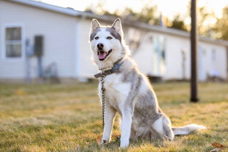 10 Best Siberian Husky Rescues for Adoption (2024) Our Top 10 Picks!