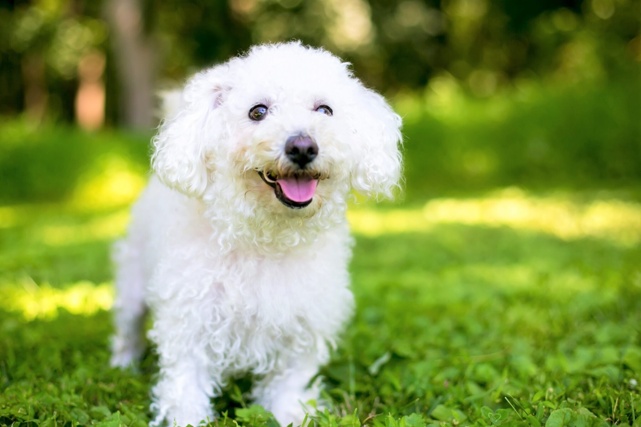 Bichon Frise Colors Do Bichons Really Only Come in White?