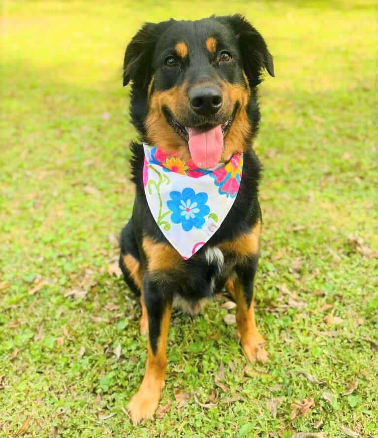 Australian Shepherd Rottweiler Mix Info, Pictures, Facts, FAQ, and More