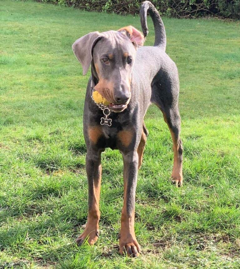 Blue Doberman The Truth Behind Their Blue Coat Revealed!